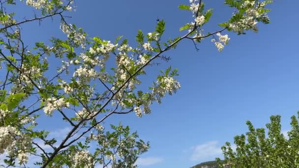 Owady Krążą Kwitnących Gałęziach Białej Akacji Wysokiej Jakości Materiał Filmowy — Wideo stockowe