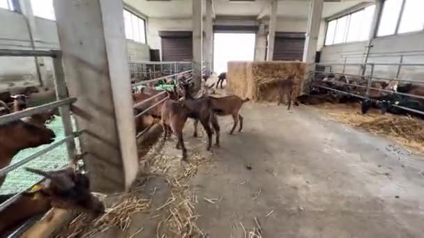 Little Goats Run Stalls Farm High Quality Fullhd Footage — Vídeo de stock