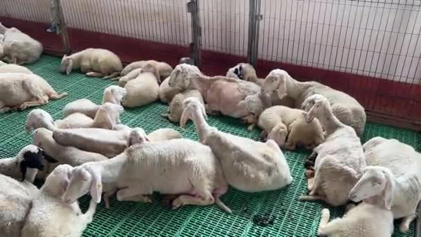 Sheared Sheep Sleep Floor Stall Farm High Quality Fullhd Footage — Wideo stockowe