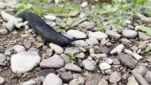Large Black Slug Horns Crawls Pebbles Close High Quality Footage — стоковое видео