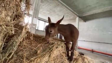 Goatling walks on a bale of hay and eats it. High quality FullHD footage