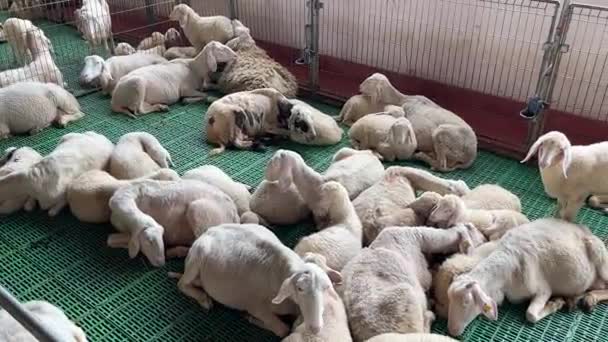 Little Lamb Walks Sheared Sleeping Sheep High Quality Fullhd Footage — Video