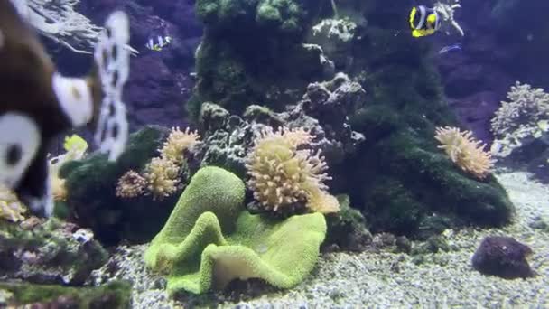Heldere Vissen Zwemmen Bij Zeespons Het Aquarium Hoge Kwaliteit Beeldmateriaal — Stockvideo