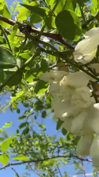 Blooming Green Branch White Acacia Macro High Quality Fullhd Footage — Stockvideo