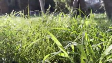 Bahçedeki yoğun sulu yeşil çimenler. Yakın plan. Yüksek kalite 4k görüntü