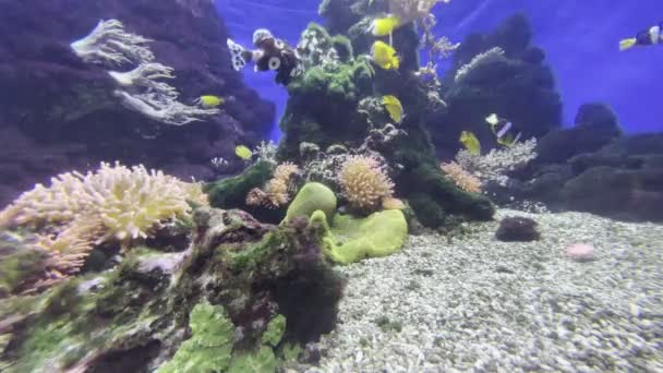 Kleine Vissen Zwemmen Rond Een Koraalrif Een Aquarium Hoge Kwaliteit — Stockvideo