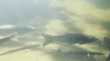 Balık sürüsü bir akvaryumda su altında yüzer. Yüksek kalite 4k görüntü