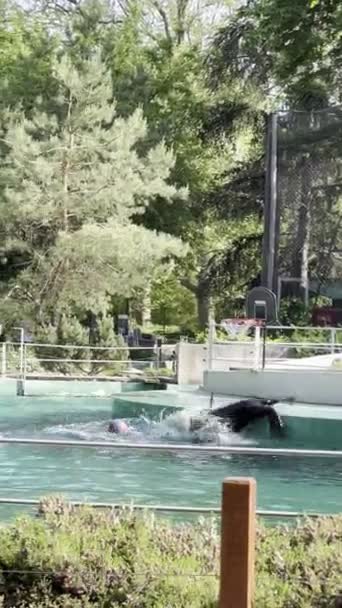 Seals Throw Ball Each Other Pool High Quality Footage — Stock videók