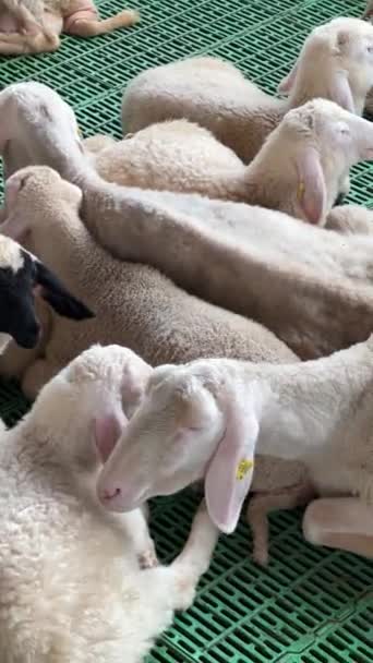 White Sheared Sheep Lie Chew Floor Stall Farm High Quality — Wideo stockowe