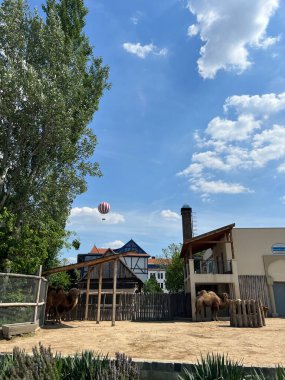 Gökyüzünde çizgili sıcak hava balonu, padok üzerinde develerle. Yüksek kalite fotoğraf