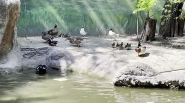 Ördek sürüsü küçük bir gölete sıçrar ve kıyı boyunca yürür. Yüksek kalite 4k görüntü