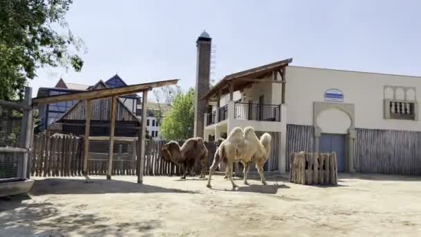 Camels Walk Zoo Enclosure High Quality Footage — Αρχείο Βίντεο