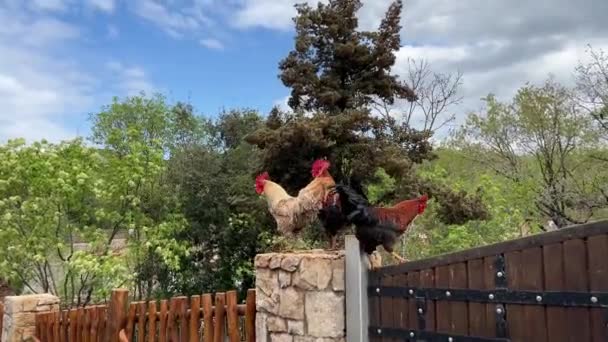 Three Multi Colored Roosters Sit Stone Pillar Wooden Fence High — Stockvideo