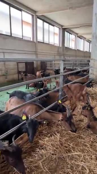 Bir Çiftlikteki Çayırda Saman Yiyen Çocuklu Keçiler Yüksek Kaliteli Fullhd — Stok video
