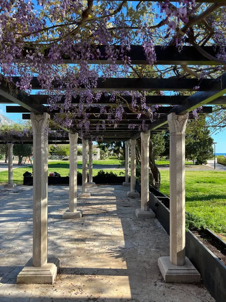 Lilac Wisteria Wooden Beams Pergola Garden High Quality Photo — Fotografia de Stock