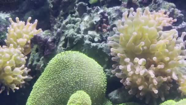 Coral Colony Stirs Water Aquarium High Quality Footage — Stockvideo