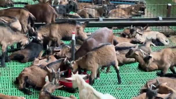 Herd Goatlings Resting Stall Playing Themselves High Quality Fullhd Footage — Wideo stockowe