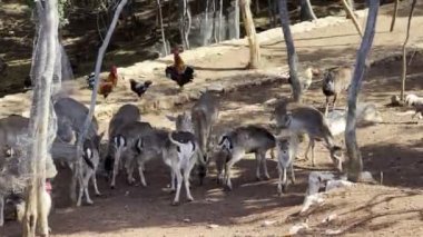 Yumurta geyiği sürüsü parktaki ağaçların gölgesinde yürüyor. Yüksek kalite 4k görüntü