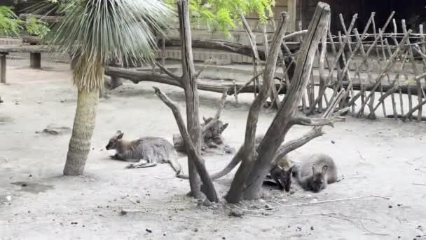 Kangaroos Graze Ground Tree Paddock High Quality Footage — Video