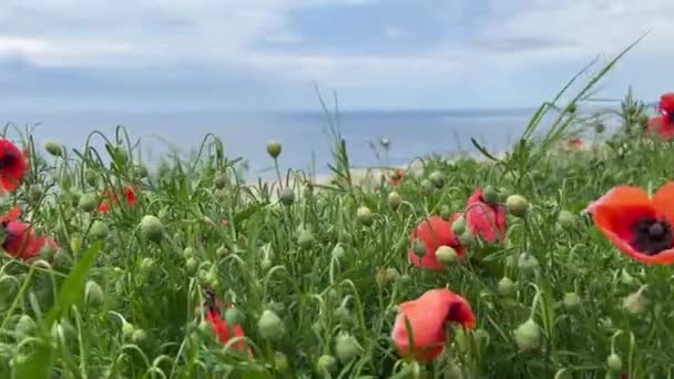 Red Poppy Flowers Field Sway Wind High Quality Fullhd Footage — 图库视频影像