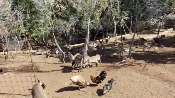 Chickens Guinea Fowl Roe Deer Eat Ground Aviary Green Park — Vídeos de Stock