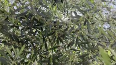 Rays of the sun through the swaying green branches of the olive tree. High quality 4k footage