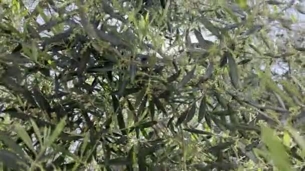 Rays Sun Swaying Green Branches Olive Tree High Quality Footage — Stok video
