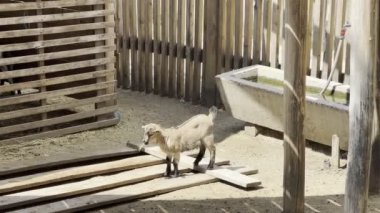 Goatling eats a blade of grass on a farm. High quality 4k footage