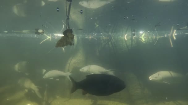 Flock Fish Swims Underwater Illuminated Large Aquarium High Quality Footage — Stockvideo