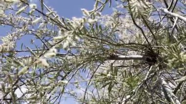 Rüzgarda sallanan bir zeytin ağacının yeşil dalları. Yüksek kalite 4k görüntü