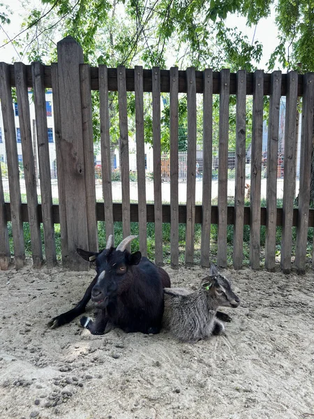 Goat Kid Lie Sand Fence Farm High Quality Photo — 스톡 사진