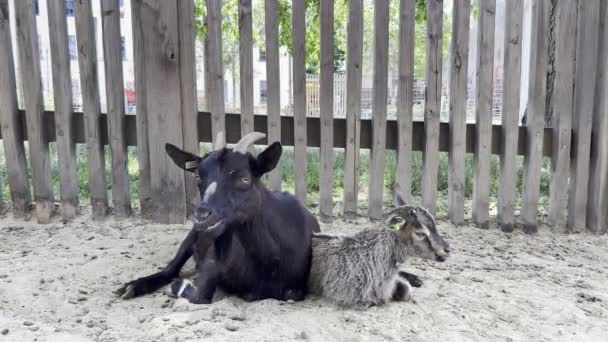 Goat Kid Lie Chew Sand Fence High Quality Footage — Stockvideo