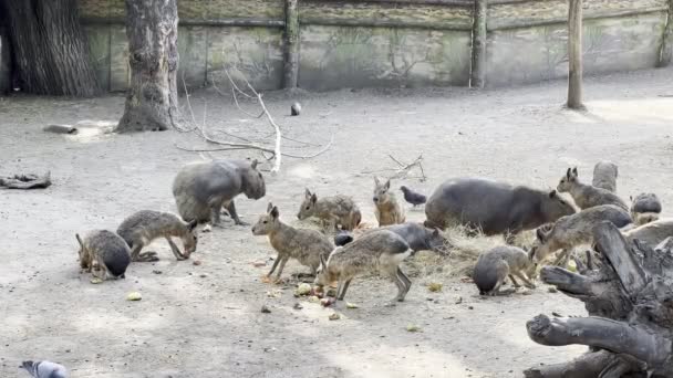 Herd Capybaras Feeds Corral Zoo High Quality Footage — ストック動画