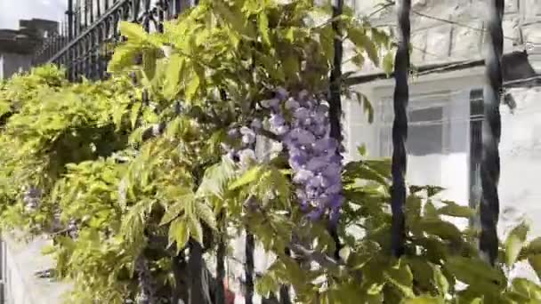 Green Branches Wisteria Sway Wind High Quality Footage — Stok video