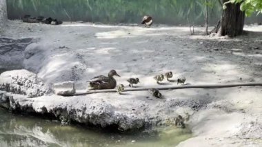 Ducklings with a duck walk along the shore of the pond. High quality 4k footage