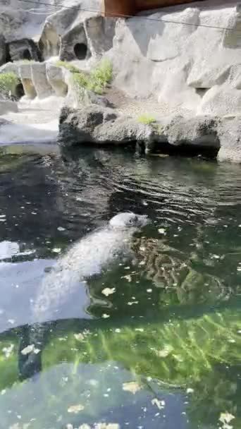 Seal Swims Underwater Lake Zoo High Quality Footage — ストック動画