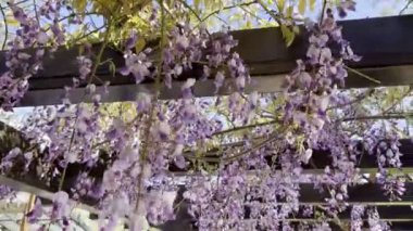 Rüzgarda sallanan leylak salkımları. Yakın plan. Yüksek kalite 4k görüntü