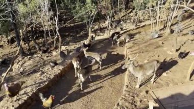 Roe deer walk among the guinea fowls between the trees in the park. High quality 4k footage