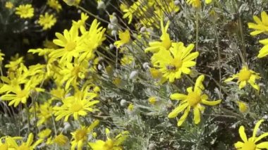 Arı sarı bir papatyadan nektar topluyor. Yakın plan. Yüksek kalite 4k görüntü