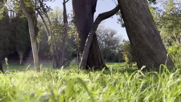 Trees Grow Lush Green Grass Park High Quality Footage — Stockvideo