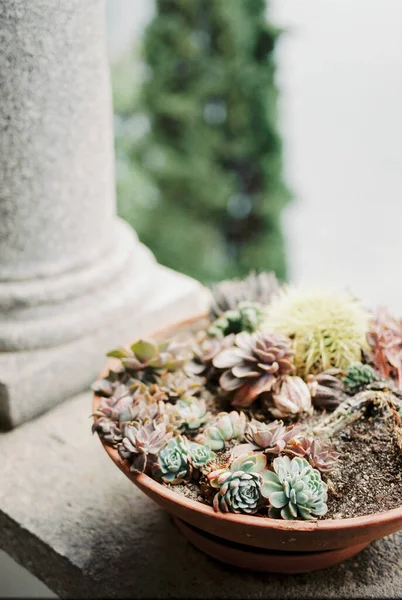 Succulents in a flower pot near a column. Top view. High quality photo