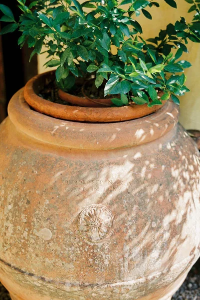 Green bush grows in a round brown clay amphora. High quality photo