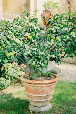 Green lime tree with fruits in a clay tub in the garden. High quality photo