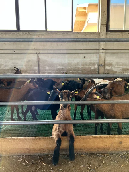 Goats Farm Metal Fence High Quality Photo — Foto de Stock