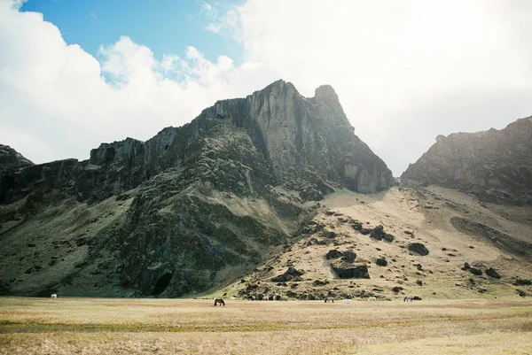 Horses Graze Foot Rocky Mountains Iceland High Quality Photo ストック写真