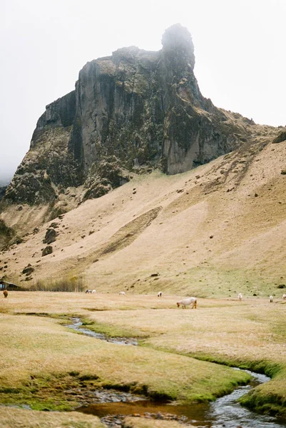 Herd Horses Grazing Small River Mountains Iceland High Quality Photo — 图库照片