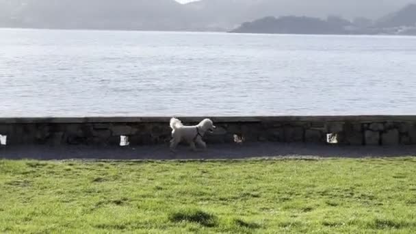 White Dog Runs Path Stone Fence Coast Sea High Quality — Vídeo de stock