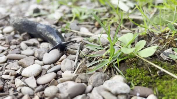 Large Black Slug Crawls Slowly Pebbles High Quality Footage — стоковое видео
