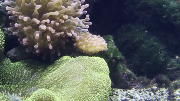 Yellow Fish Swims Aquarium Coral Colony High Quality Footage — Vídeo de stock