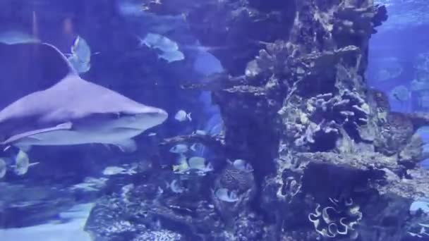 Big Shark Swims Slowly Large Aquarium High Quality Footage — Vídeos de Stock